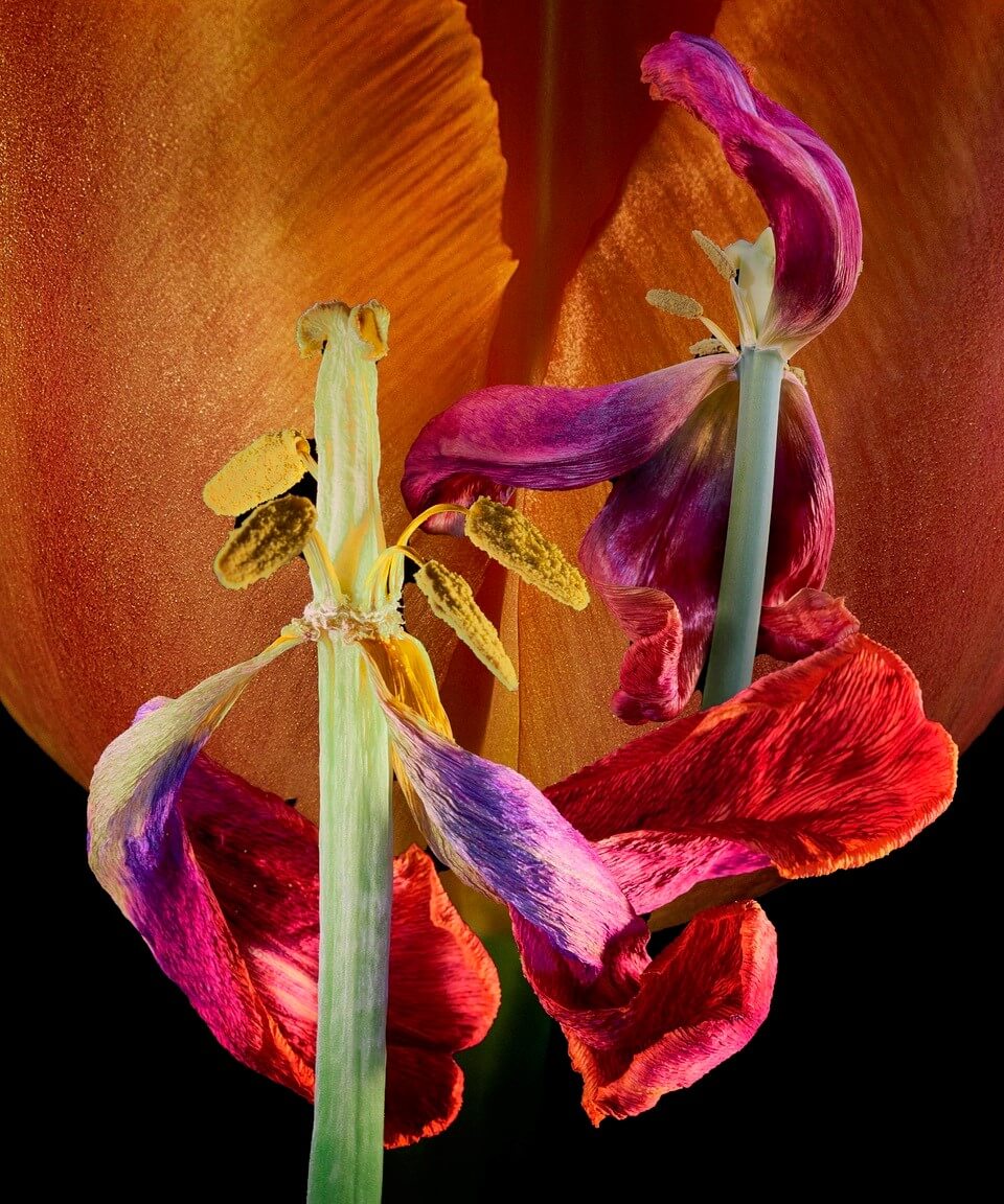 Tulpen. Werden und Vergehen